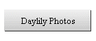 Daylily Photos